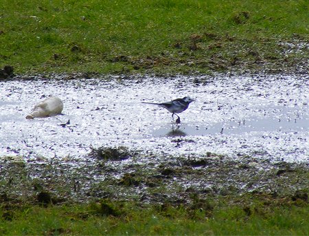 Photo of a Pied Wagtail in puddle