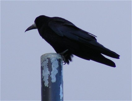 rook on a goalpost