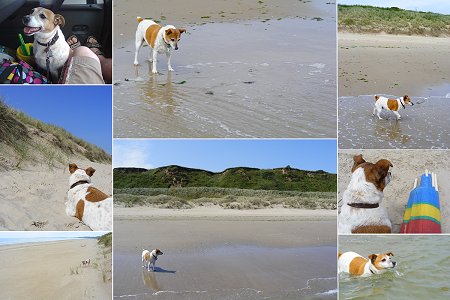 Collage of photos of Dog-Dog at beach in Wexford