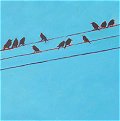 Birds, wires, 14