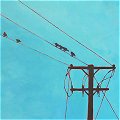 Birds, wires, 15