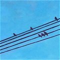 Wires, Birds 3