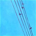 Birds/Wires