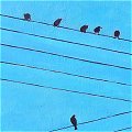Painting of 7 birds on 7 wires