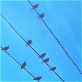 Birds Wires 9: Print available from reduced price of approx 21 USD