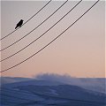 A bird on the wires against snowy Dublin mountains