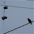 Runners & a rook share the wires in Dublin