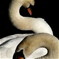 2 Swans in Dublin