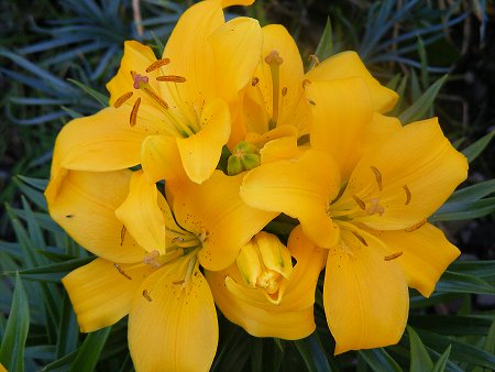 Lilies, and they're a deep yellow