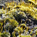 Moss in frost