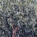 Eucalytus Tree in the Snow