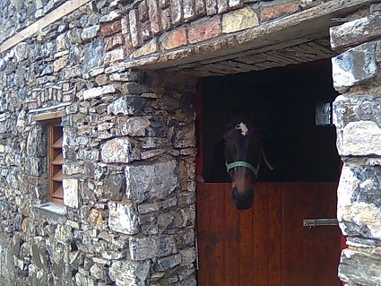 horse in stable